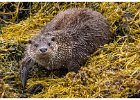 Alan Phillips_Sea Otter, Isle of Harris.jpg